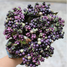 rich_violet_berry_flower_sprig_group