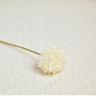 single_ivory_pompom_flower_stem