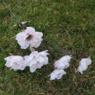 neutral_tone_silk_clematis_on_textile