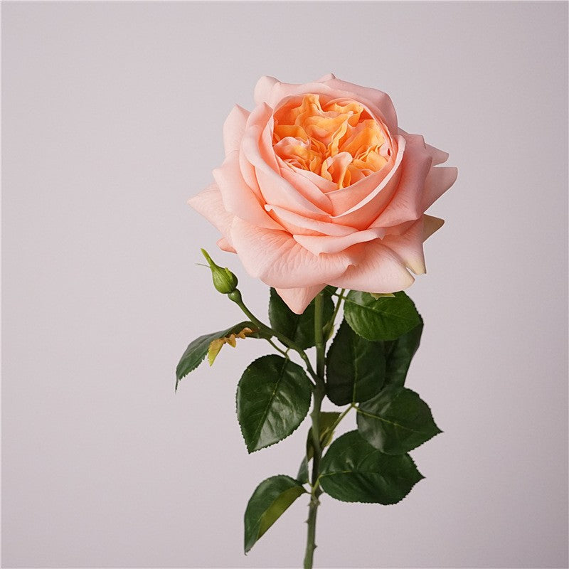 warm_peach_garden_rose_bloom_detail