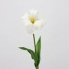 creamy_clematis_isolated_bloom_view