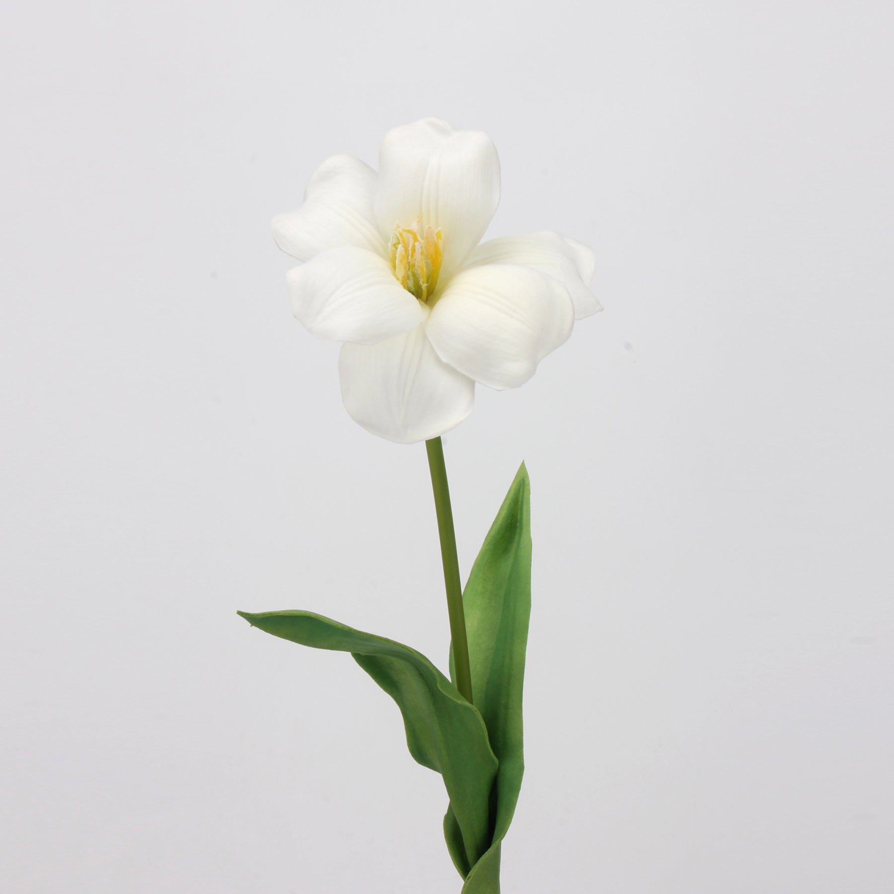 creamy_clematis_isolated_bloom_view