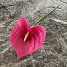 lilac_palm_heart_stem_shot