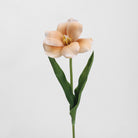 apricot_clematis_closeup_bloom_detail