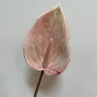 boho‑tropical‑faux‑anthurium‑stems‑home‑interior‑styling