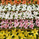 pink-silk-lily-bloom
