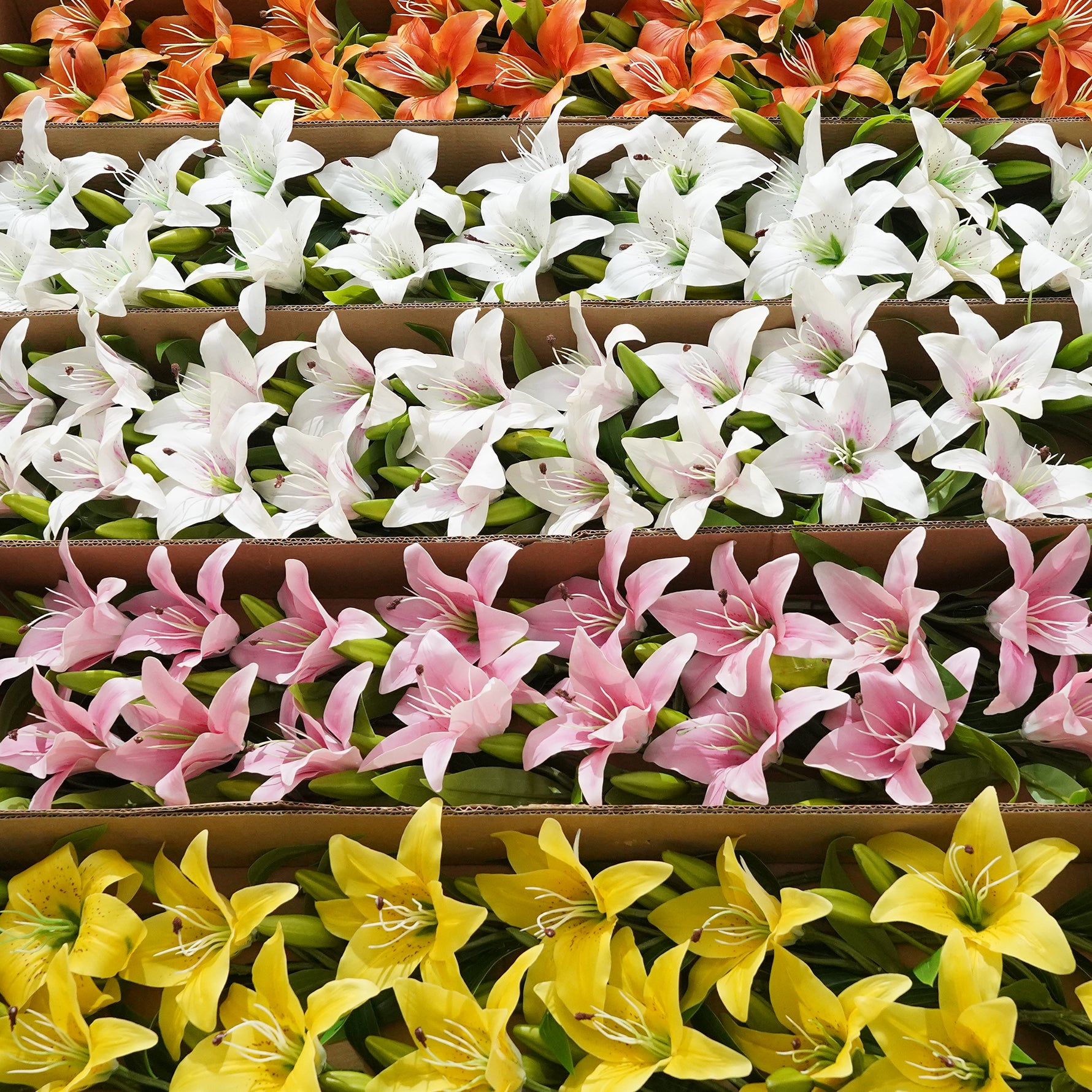 pink-silk-lily-bloom
