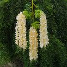 wisteria_flower_closeup